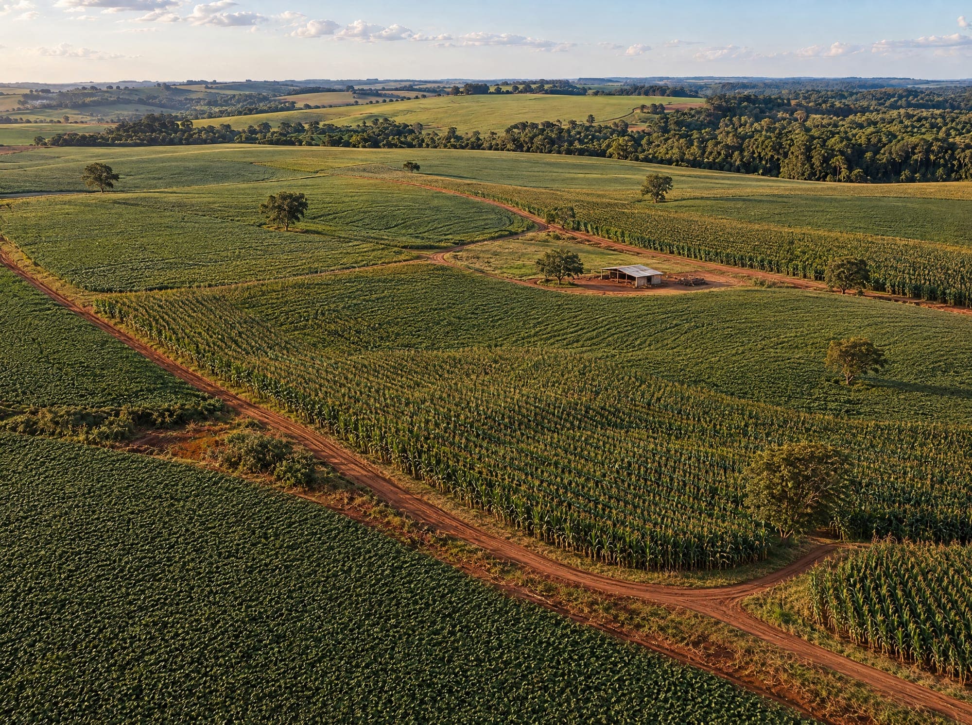 A área hoje, vista do alto: plantação