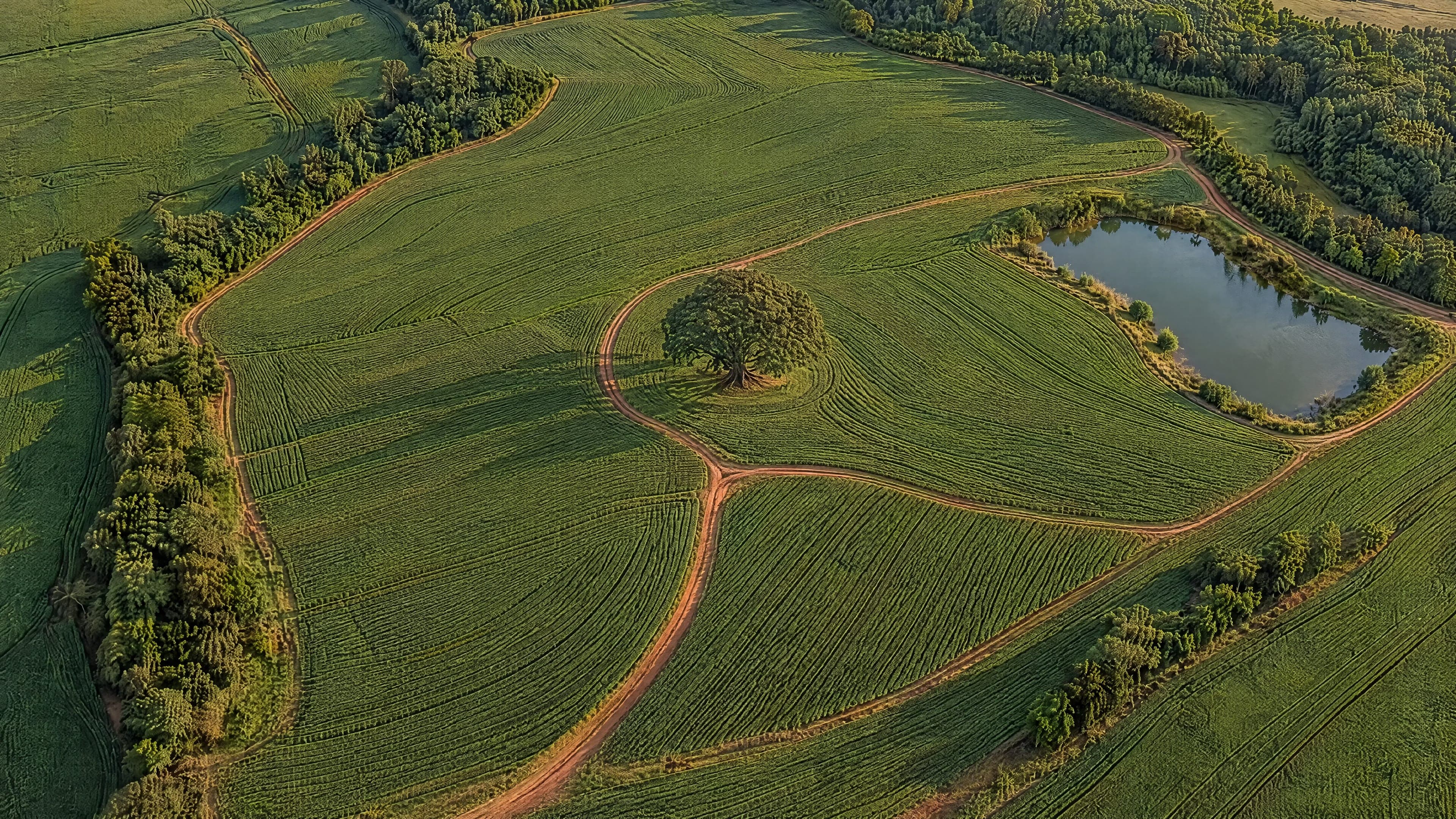 Uma fazenda vista do alto, com uma árvore no centro